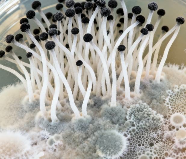 荧光定量真菌毒素检测仪